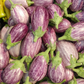 Piccolo F1 Organic Aubergine