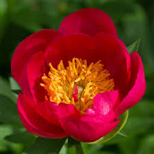 Paeonia Lactiflora Flame