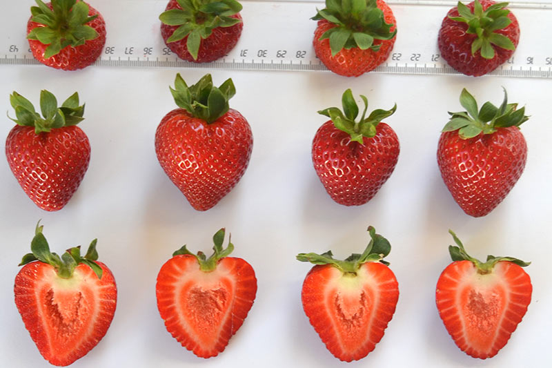 Victory Early Season Strawberry