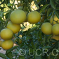 African Shaddock x Rubidoux Trifoliate Trifoliate Hybrid Budwood citrus plant material online shopping