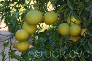 African Shaddock x Rubidoux Trifoliate Trifoliate Hybrid Budwood citrus plant material online shopping