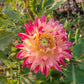 Wildcat Dahlia