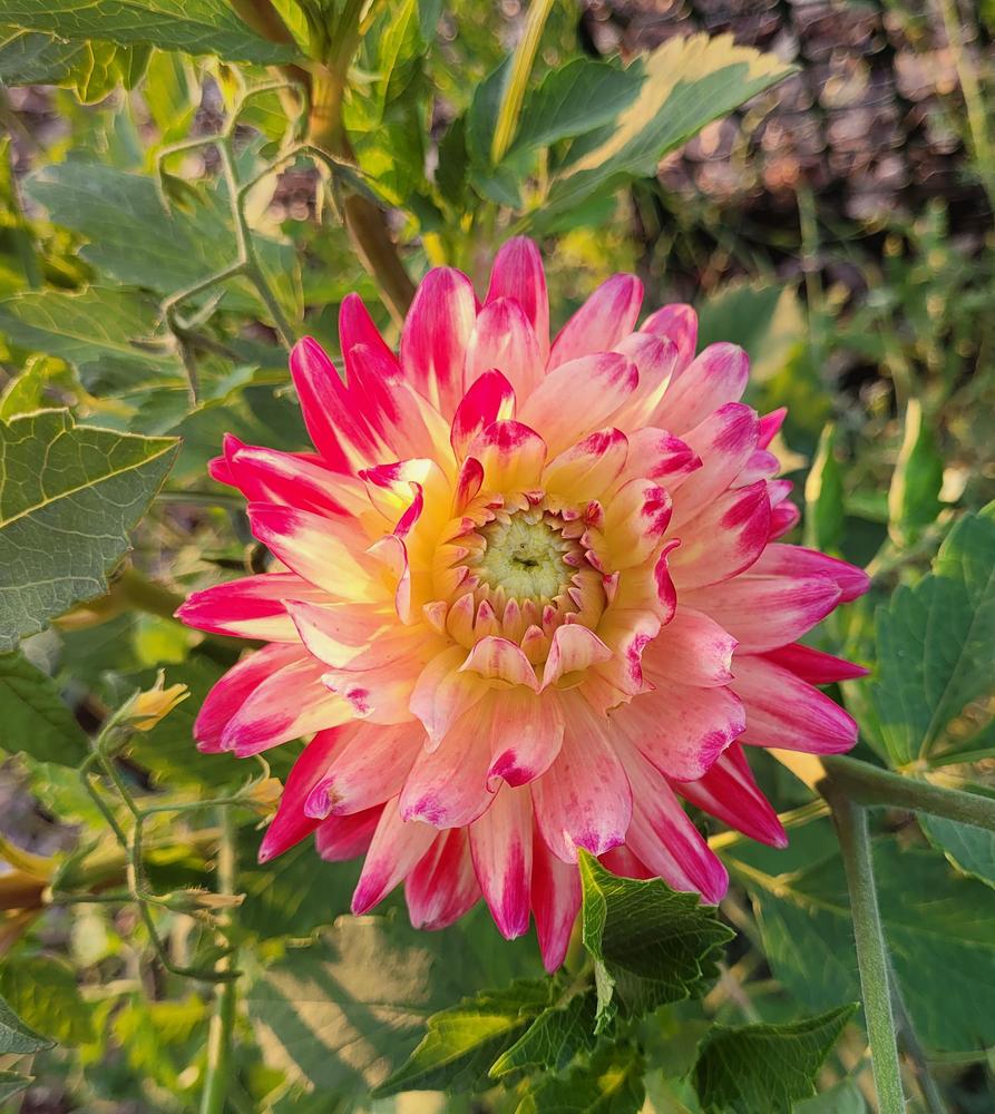 Wildcat Dahlia