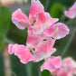 Nora Holman Sweet Pea seeds online shopping