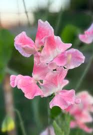 Nora Holman Sweet Pea seeds online shopping