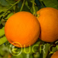 Ruby Blood Orange Budwood citrus plant material online shopping