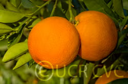 Ruby Blood Orange Budwood citrus plant material online shopping