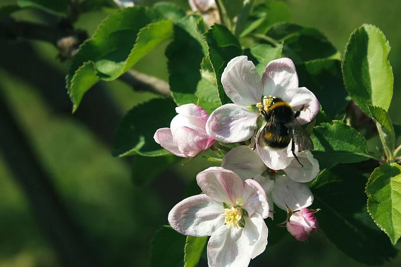 Natupol Booster Bumblebee Field Natural Pollinator
