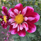 Double Trouble Dahlia Plants online shopping