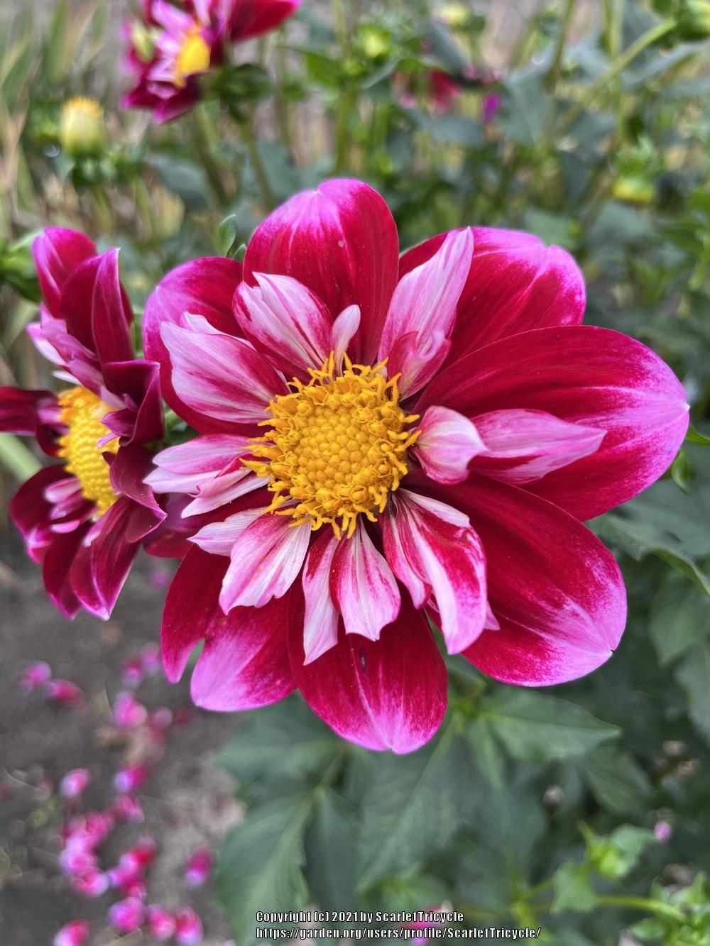 Double Trouble Dahlia Plants online shopping