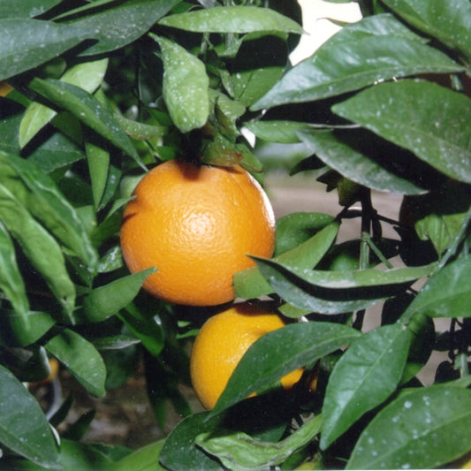 Cara Cara Pigmented Navel Orange Budwood citrus plant material online shopping