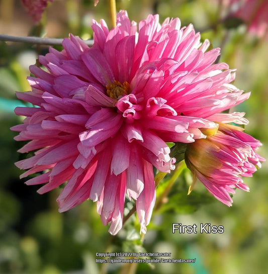 First Kiss Dahlia