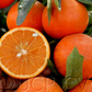 Daisy Mandarin Budwood citrus plant material online shopping