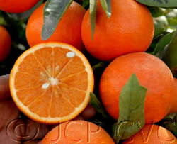 Daisy Mandarin Budwood citrus plant material online shopping