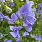 NZ Gardener Sweet Pea seeds online shopping