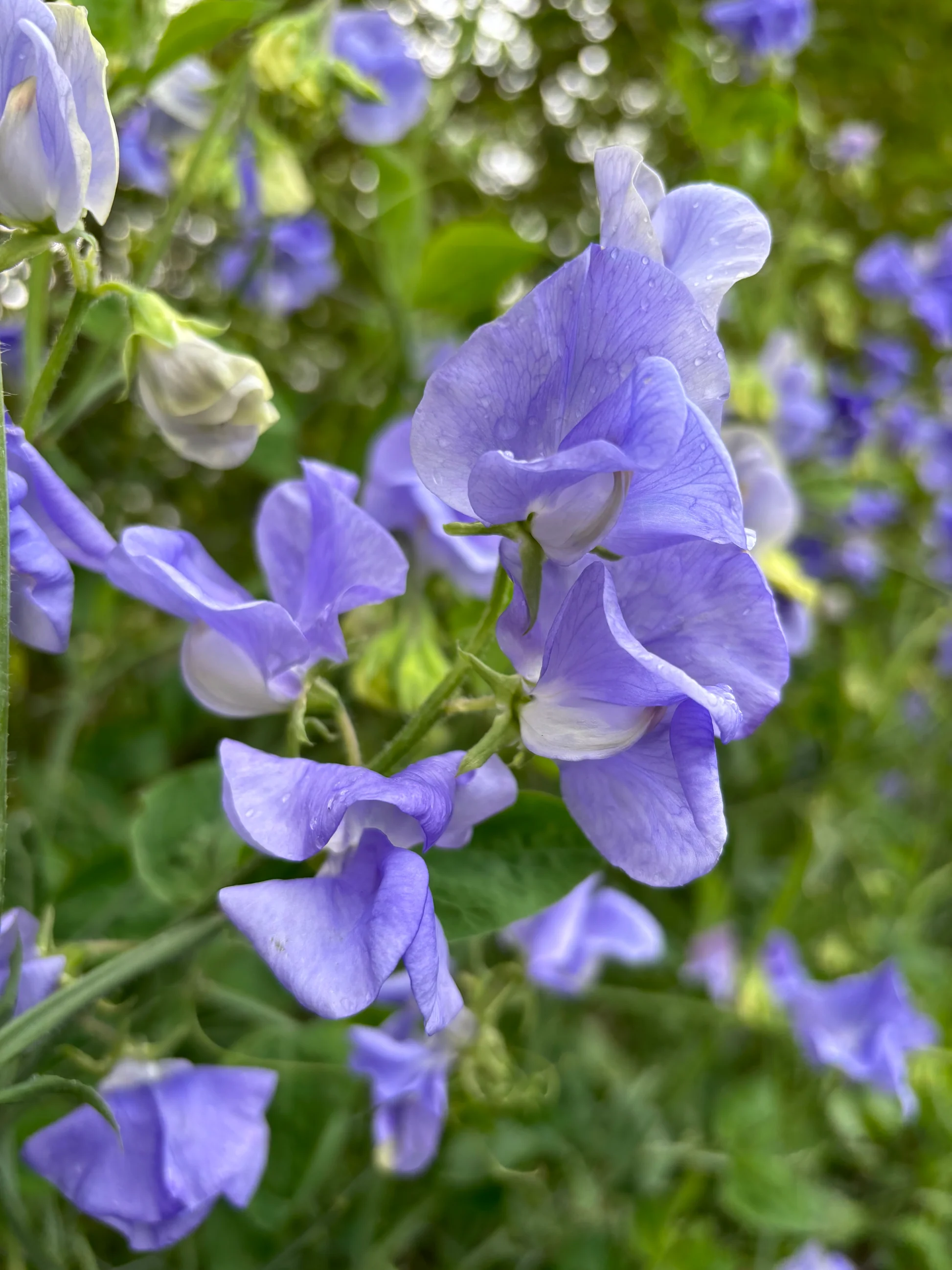 NZ Gardener Sweet Pea seeds online shopping