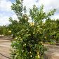 Femminello Siracusano 2KR Lemon Budwood citrus plant material online shopping