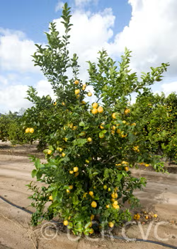 Femminello Siracusano 2KR Lemon Budwood citrus plant material online shopping
