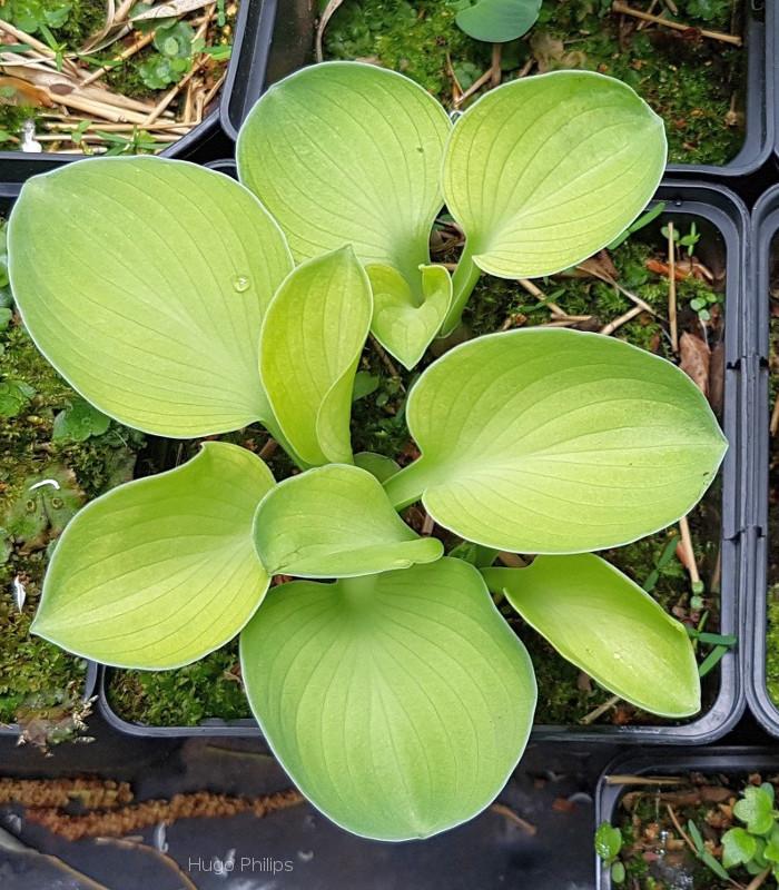 Magical Mouse Ears Hosta