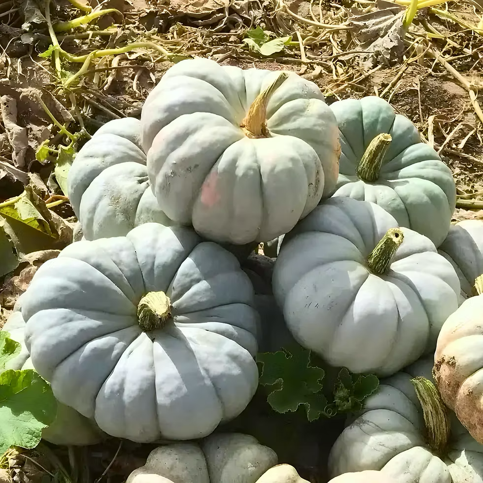 Mint Prince F1 Pumpkin Seeds online shopping