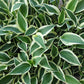 Marshmallow Clouds Hosta Plants online shopping