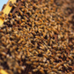 Italian Honey Bees