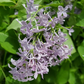Bloomables® New Age™ Lavender Lilac lilac plant online shopping