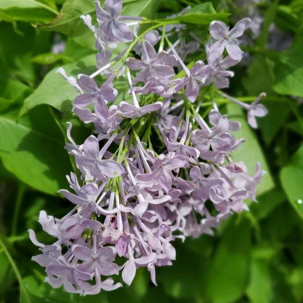 Bloomables® New Age™ Lavender Lilac lilac plant online shopping
