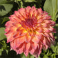September Morn Dahlia