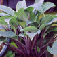 Mr Blue Hosta Plants online shopping