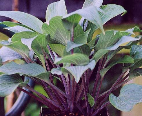 Mr Blue Hosta Plants online shopping