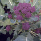 Burgundy F1 Broccoli