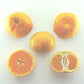 Nepolitana Satsuma Mandarin Budwood citrus plant material online shopping