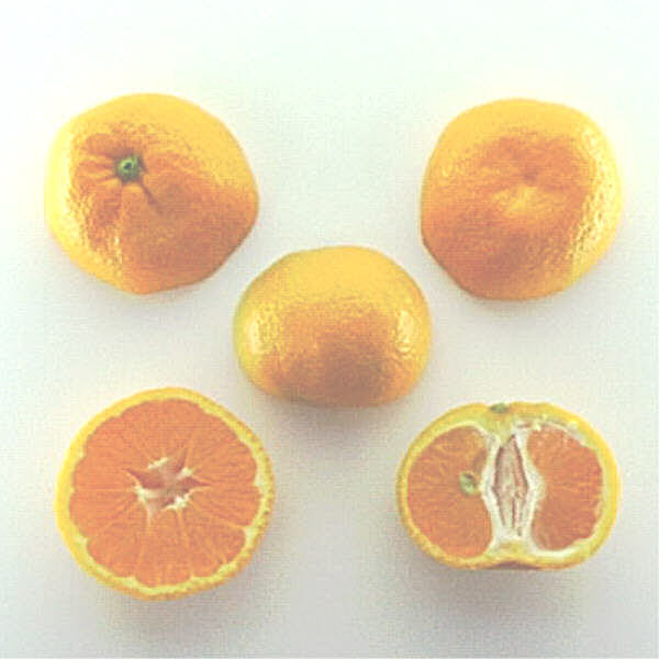 Nepolitana Satsuma Mandarin Budwood citrus plant material online shopping