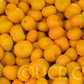 Seedless Kishu Mandarin Budwood citrus plant material online shopping