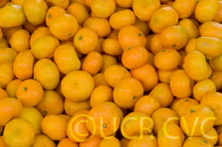 Seedless Kishu Mandarin Budwood citrus plant material online shopping
