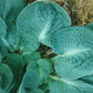 Lakeside Sapphire Pleats Hosta Plants online shopping
