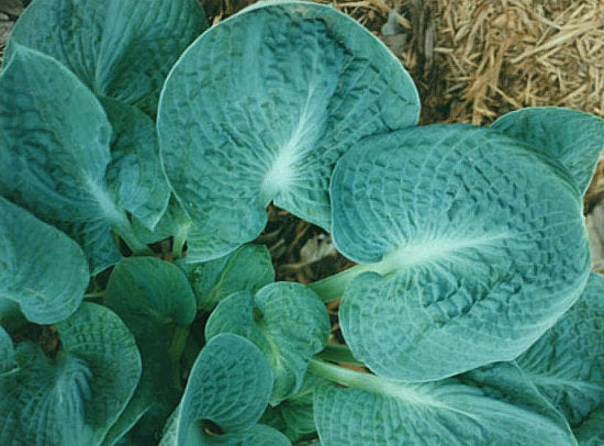 Lakeside Sapphire Pleats Hosta Plants online shopping