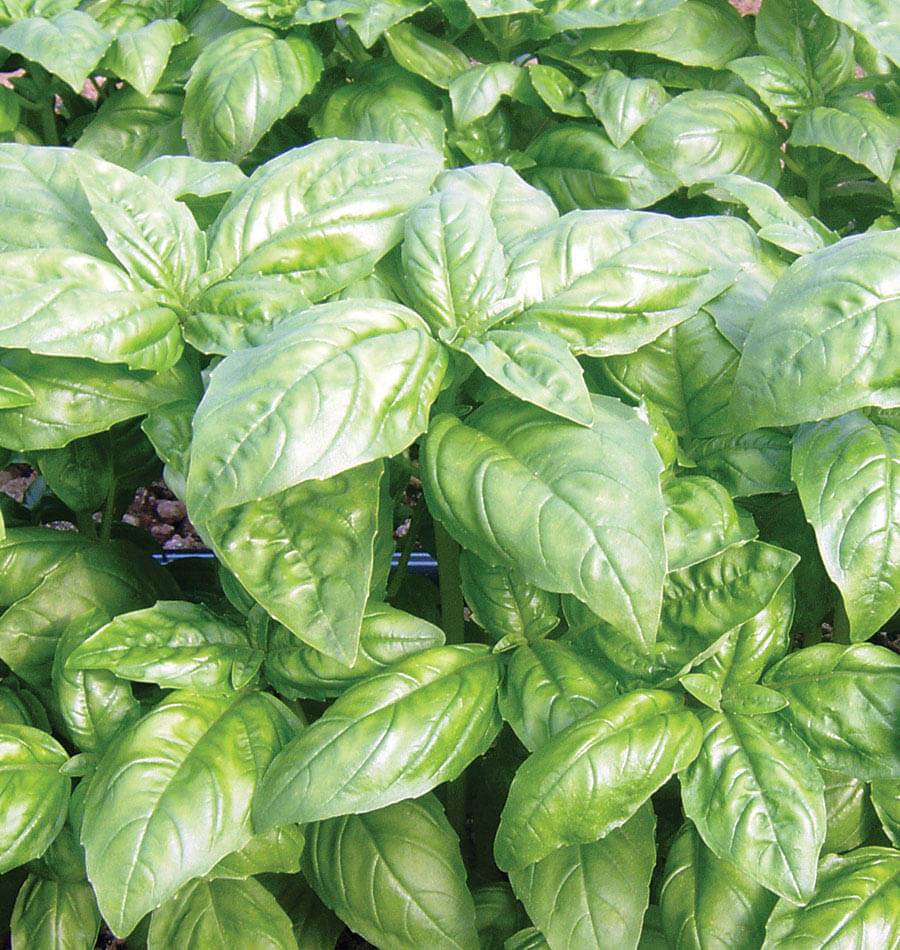 Dolly Organic Basil seeds online shopping