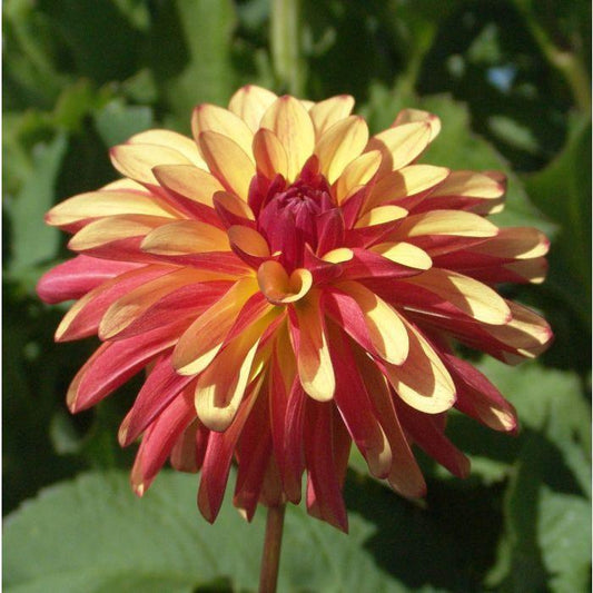 Crazy Legs Dahlia