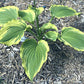 Trendsetter Hosta Plants online shopping