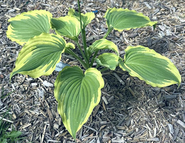 Trendsetter Hosta Plants online shopping