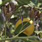 Pomona Sweet Lemon Budwood citrus plant material online shopping