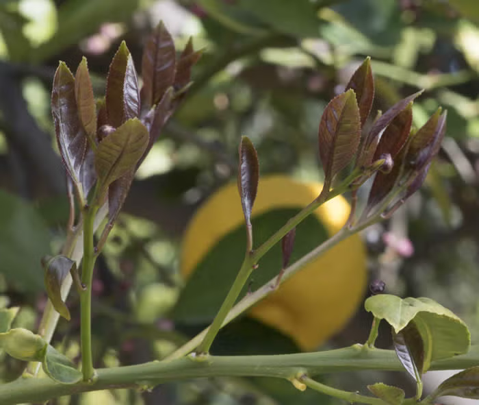Pomona Sweet Lemon Budwood citrus plant material online shopping