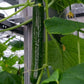 Tyria F1 Organic Cucumber Seeds online shopping