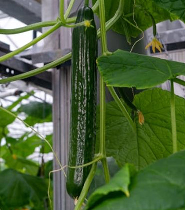 Tyria F1 Organic Cucumber Seeds online shopping