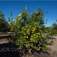 Genova EEA Tucuman Lemon Budwood citrus plant material online shopping