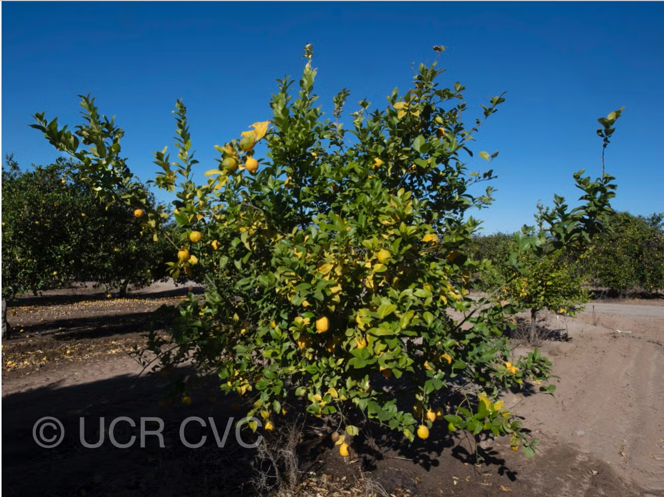 Genova EEA Tucuman Lemon Budwood citrus plant material online shopping