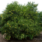 Swingle Citrumelo Trifoliate Hybrid Budwood citrus plant material online shopping