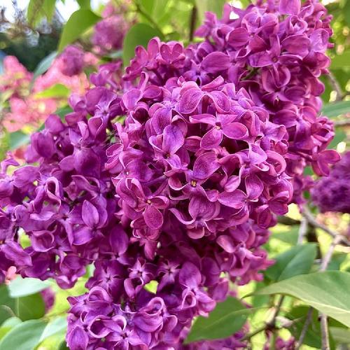 Charles Joly Lilac lilac plant online shopping